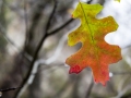 Leaf turning from green to orange during the fall season on a cold wet day in the woods.