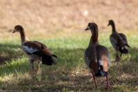 Ducks from Ingram Oaks