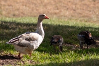 Duck from Ingram Oaks