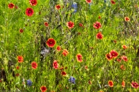 IMG_3037-edit-web