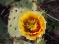 Flower of Nopalito