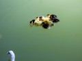 Bandera ducklings